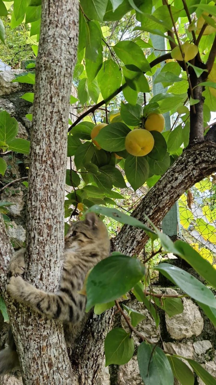 Apartmán Stari Pazar 2